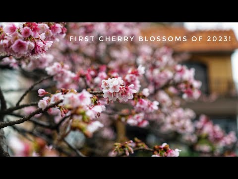 Atami, Japan 🌸 The First Sakura of the Year! 🌸