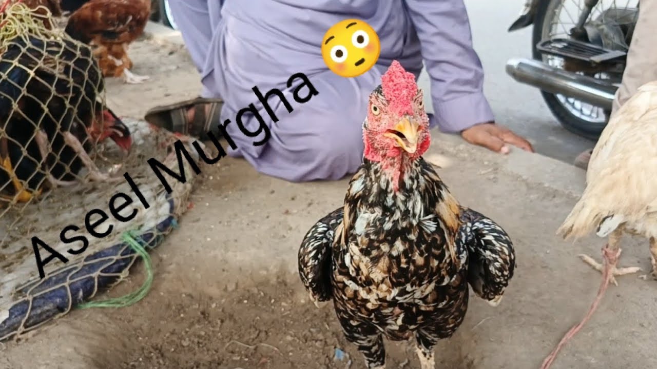 Aseel Murgha Mandi update itna bara Murgha😳#youtube#birds#aseelmurga#beautiful#yt#viral#subscribe🥰🥰🥰