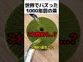1000年前のお茶の正体