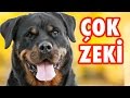 Dünyanın En Zeki 10 Köpek Cinsi