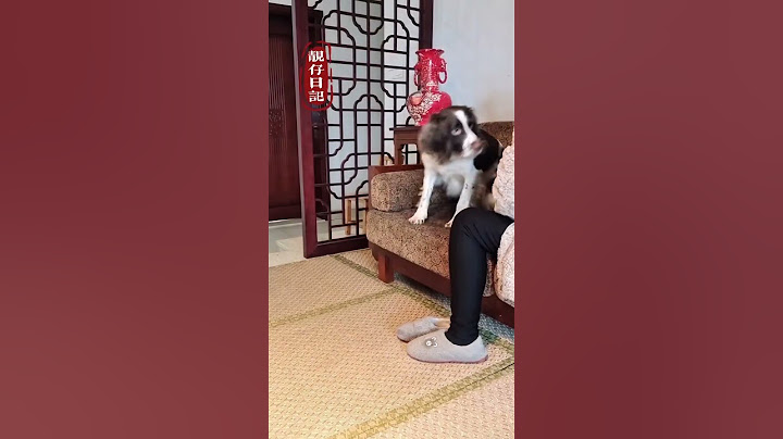 仔仔：人家同意了吗，就这样！呜呜 #pets #萌宠 #宠物生活