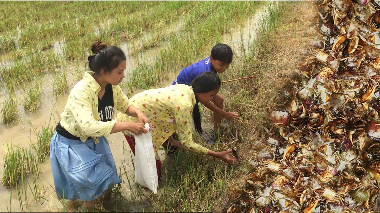 Amazing Children Catch Crabs 2017  - The girls and boys grab a simple crab, but crabs a lot