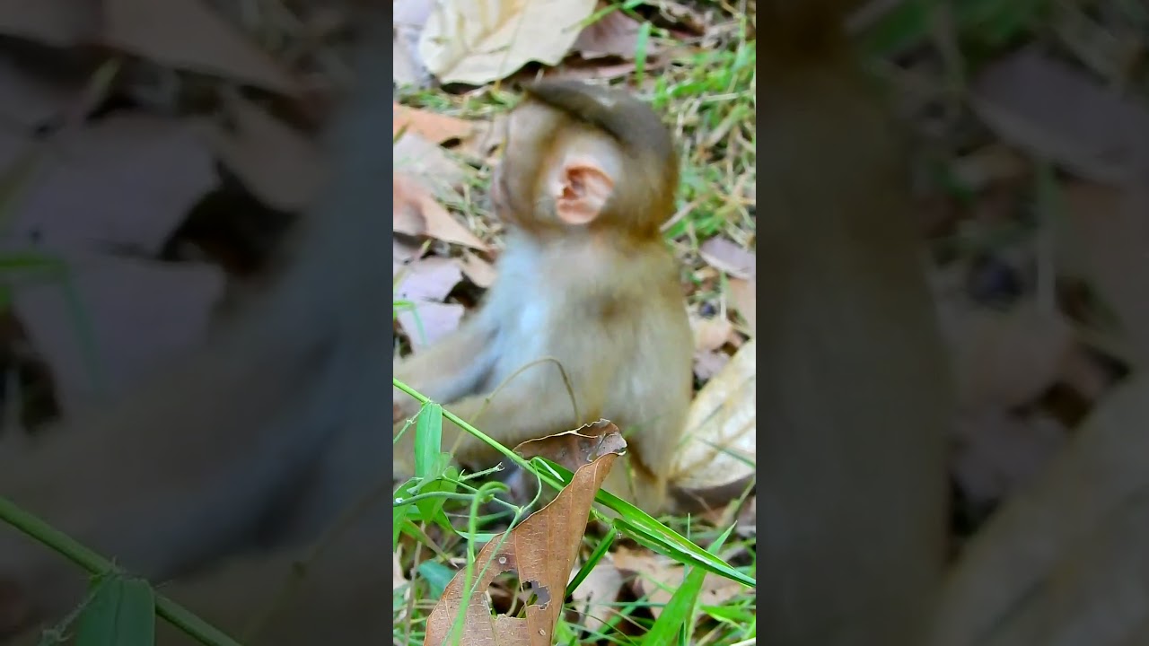 Best video monkey requests fruits eating, Baby monkey is very cute. 
