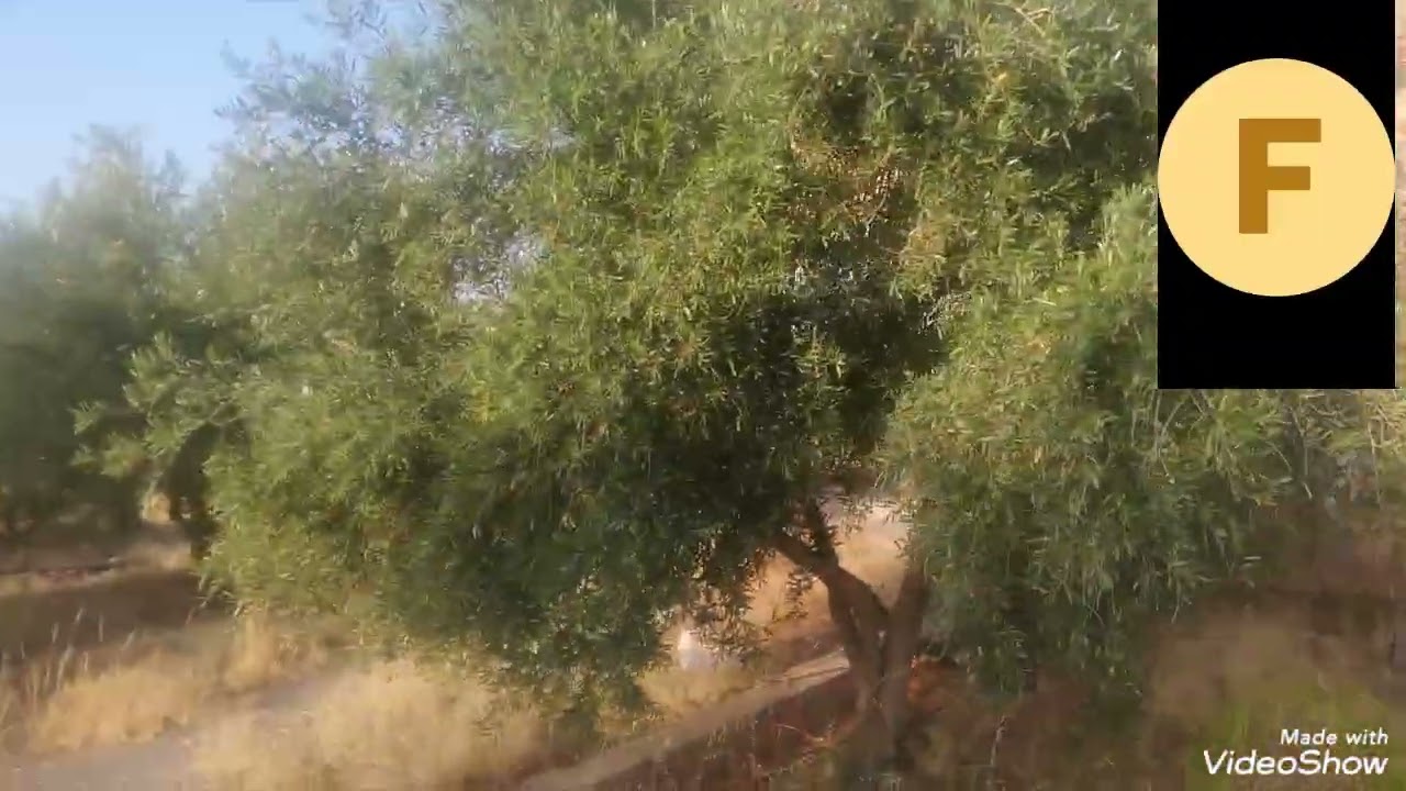 #فيرما #للبيع #بتامزوزت #– فرصة# استثمارية# ممتازة# 🔹📍 الموقع#: تامزوزت# – نواحي مراكش#0668761579#