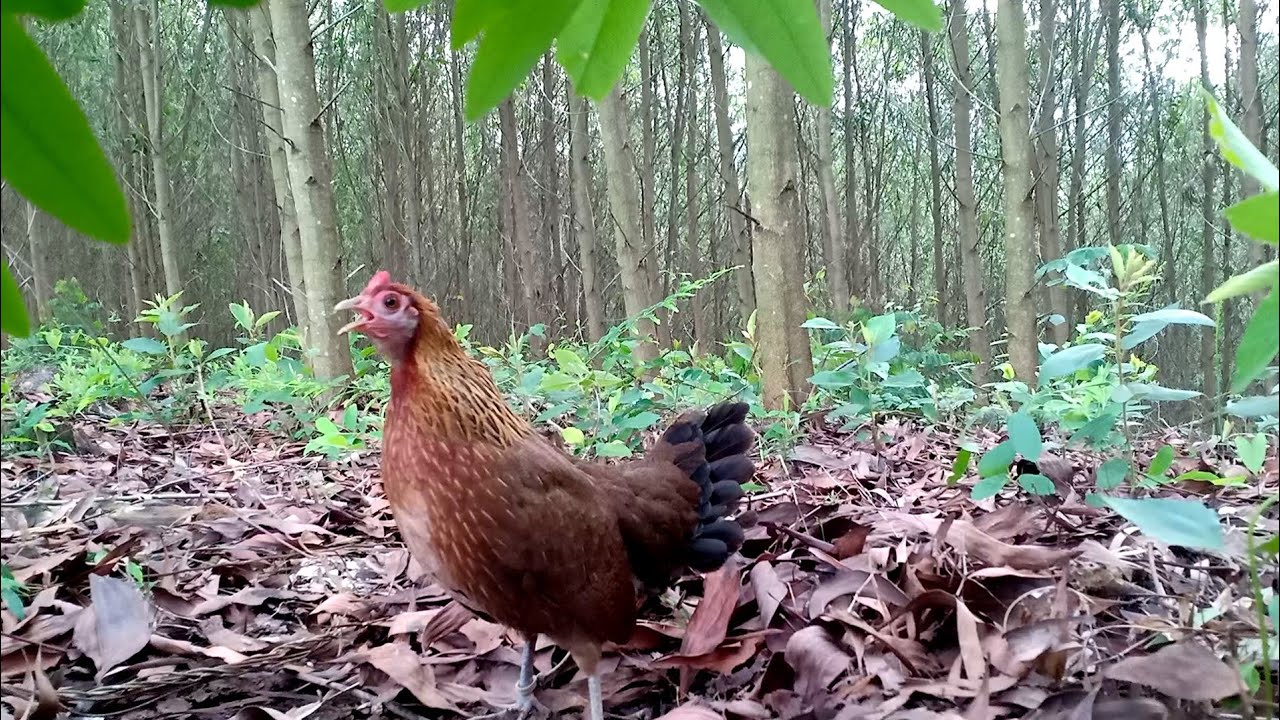 tiếng gà mái rừng mồi kêu gọi trống mới hoàng thắng