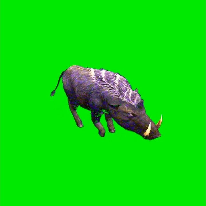 Mentahan Green Screen Babi Hutan #hewan #piggy #animals