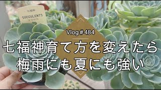 【Vlog484】【多肉植物】七福神