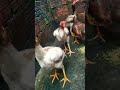 criação de galinha 🐤 é tudo pra mim #criador #galinha #vidanocampo #sitio