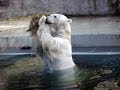 Kacsát fogott a jegesmedve - Polar bear is hunting for a duck in Budapest Zoo