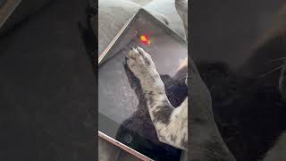 Tablet-Engaged Dog Enjoys a Game