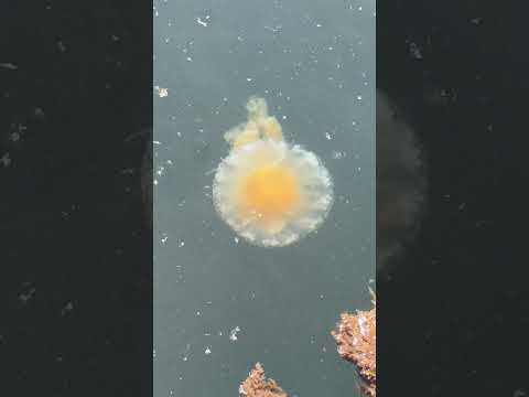 Fried egg jellyfish