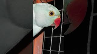 Rare Breed A Pied Indian Ringneck #shorts #indianringneck #ringneckparrot #parrots #animalshorts