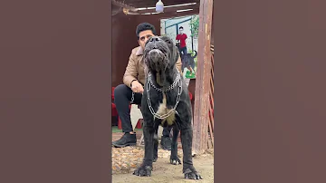 لا مفيش مقارنة 