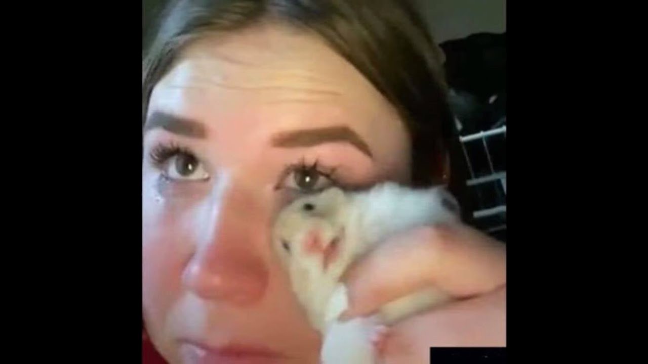 Shitpost Status pl #2.6 reuploaded