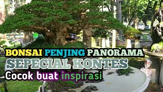 KONTES BONSAI PENJING PANORAMA ALAM 🌲