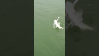 Topwater Bite Look Back