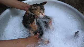 bathing cat with human shampoo