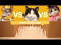 سلسلة التحديات مع قططي " التحدي الأول الاقلام" ⚡️😹✏️