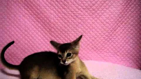 Watch the video about Abyssinian ruddy female 3month kitten hanako's