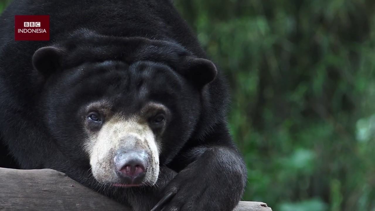 Apa kabar beruang kurus Bandung?