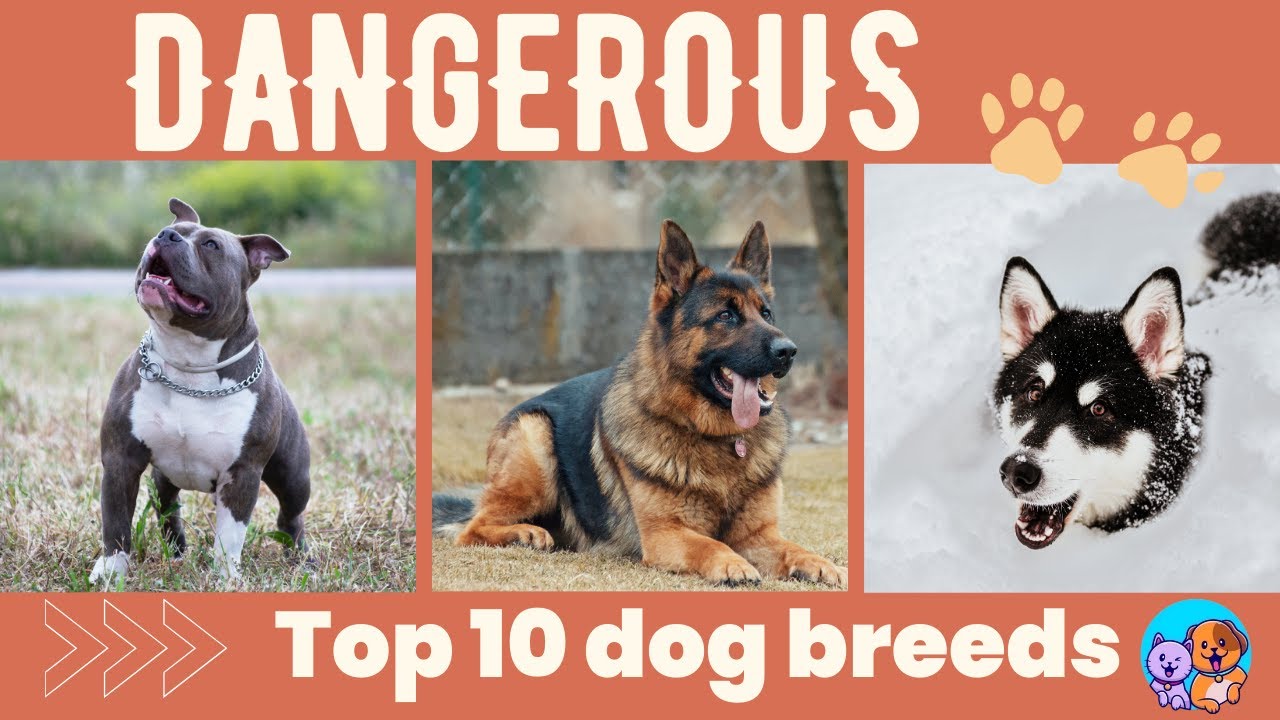 Exploring Canine Characteristics: Top 10 Dog Breeds with Considerable Strength & Traits 