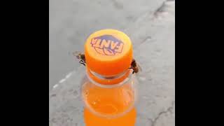 Funny Video | Two bees Opening an Orange Soda | Viral Hit screenshot 5