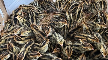 0769990309 CÚT GIỐNG CHUẨN MIỀN NAM NÔNG TRẠI CÔ ÚT TẾT ĐẾN 2023