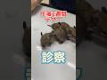 お尻から何か出ている生まれたてのデグーが動物病院にやってきた!