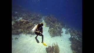 Curious Reef Shark in Mahahual Mexico  May 2nd, 2024 @scubaadventuresplano8504