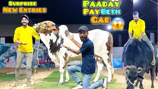 Dangerous Cow Unloading Gone Wrong | 4 New Entries | Mishkat Khan | Qurbani Season 2024