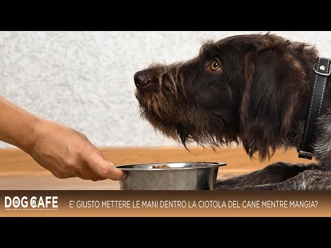 Video: 8 video di cani che litigano con gli umani