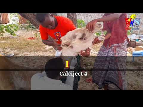 Veterinary Drugs Part 4 Calciject Infusion Veterinary Somalia Xananada Xoolaha