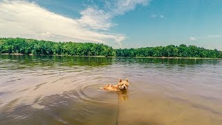 Norfolk Terrier Swimming In Falls Lake by Norfolk Terrier 1,162 views 6 years ago 5 minutes, 30 seconds