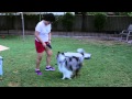How to Train a Sheltie : Dog Training That Works How to Train a Sheltie : Dog Training That Works