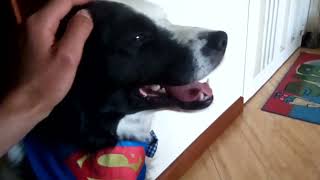 Video del Año 2017 Así era la manera en que podía sacar a Tyrion, hermoso border Collie. (8)