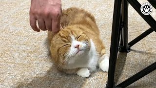 小籠包から中華まんに成長した赤毛の短足猫がこちらです【短足マンチカン｜てと君】 by ねこっちゅらいふ 1,858 views 3 years ago 8 minutes, 41 seconds