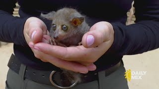 Baby monkey fits in palm of your hand