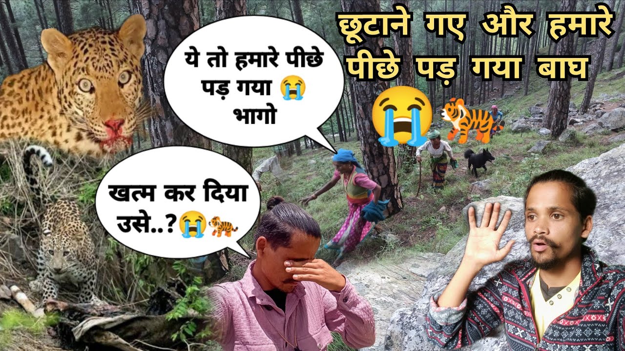 🐅गाय बचाने के लिए बाघ के सामने जान दाव पर लगा दी |जान बचाना हो गया मुश्किल भागो 😭pahadilifestylevlog