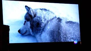 Bajo Cero  La película de los Husky