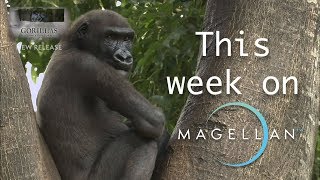 This Week On MagellanTV | August 9th 2019