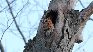 Screech owl calling