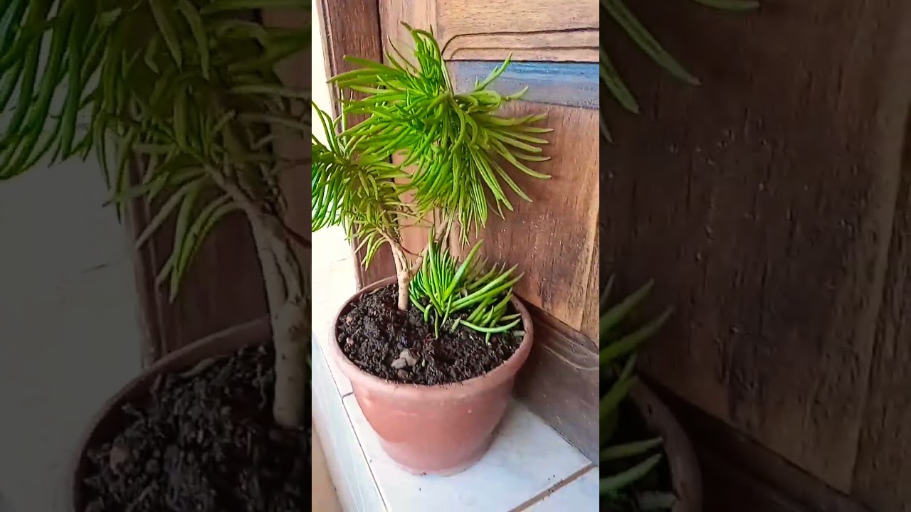 PLANTAS |SENECIO BARBERTONICUS 🪴☘🌱