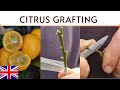 How to graft citrus  agrumi lenzi