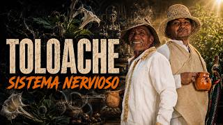 TOLOACHE: LA PLANTA PROHIBIDA DEL ESTRÉS Y LA MENTE