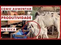 COMO fazer SUPLEMENTAÇÃO NA SECA para GADO DE CORTE - SILAGEM E AVEIA PRETA