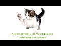 Как Стричь Когти Кошкам &amp; Стрижка Когтей Кошке В Домашних Условиях. Ветклиника Био-Вет.