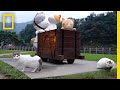 Handling 花耙子 and Cooking Techniques