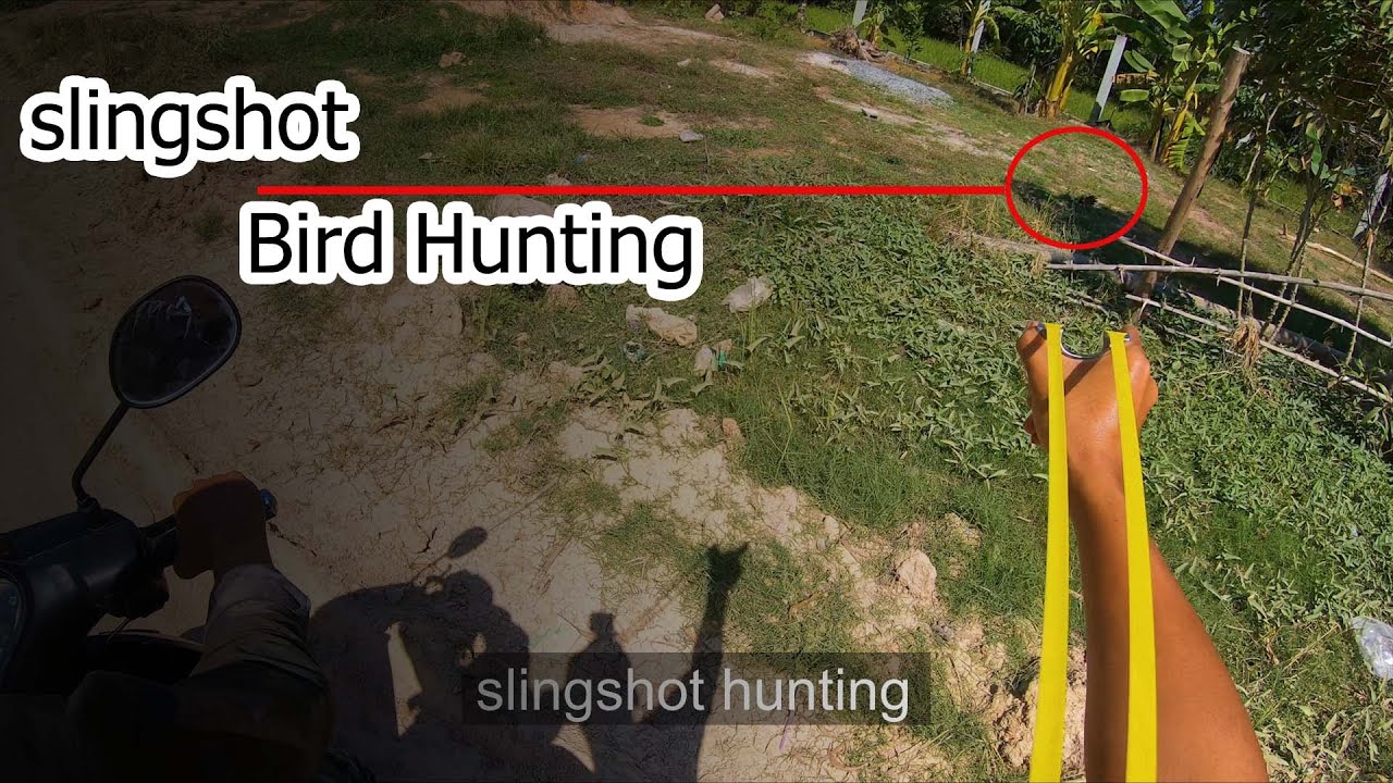 slingshot bird hunting, catapult hunting, shooting on the ground - YouTube
