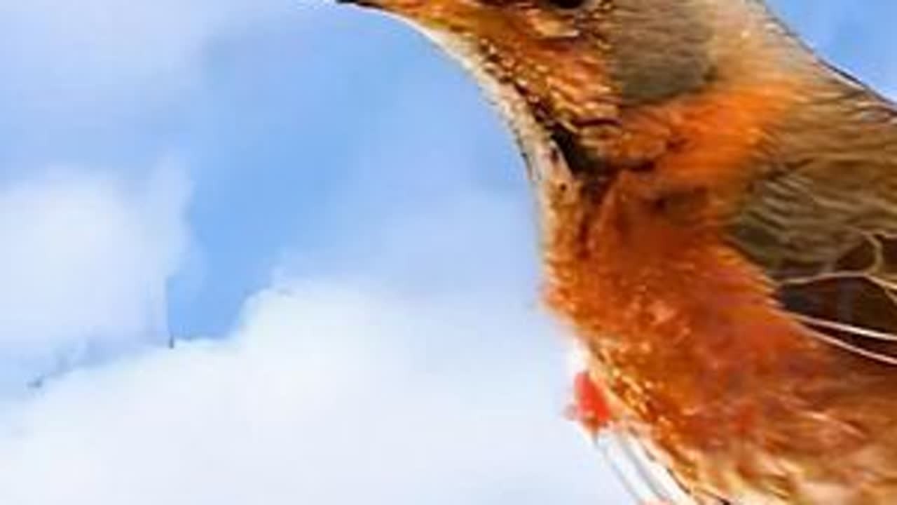 听新疆民歌《百灵鸟》，每句都唱进心里 #戈壁明珠石河子 #新疆舞 #音乐分享