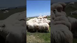 Hasanşeyh Kasabası Reşadiye Tokat